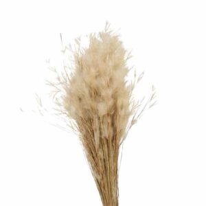 Pluminha Natural Seca - Flores para Decoração