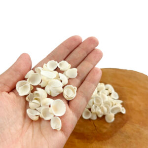 Conchas Marinhas Naturais Berbigão - 50un