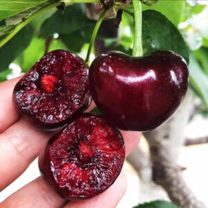 Sementes de Cereja Anã - 500 Sementes