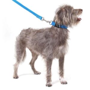 Coleira P/ Cachorros - Azul